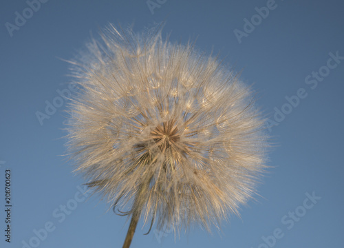 big white dandelion against the blue sky