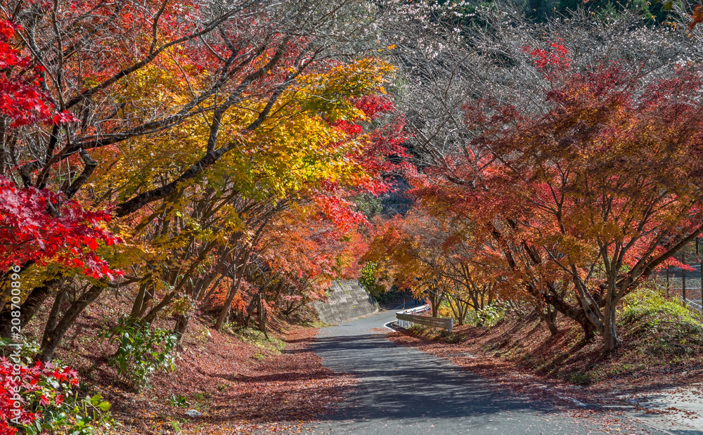 Autumn color season at Obara village, Nagoya,Japan.