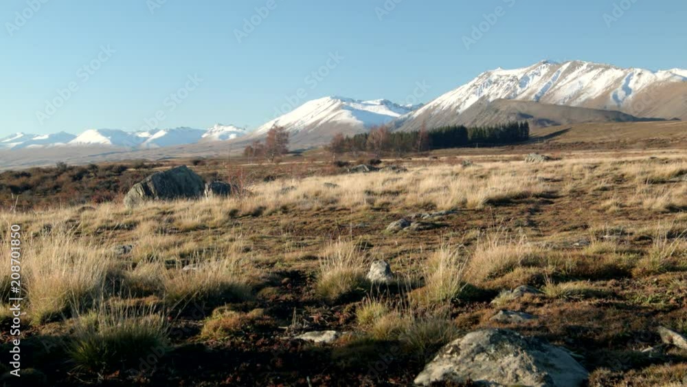 Chilly evening light on a tussock landscape, mountains beyond, wide Chilly evening light on a tussock landscape, mountains beyond, wide