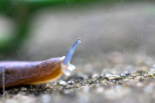 Snail on leaves in Garden Slow life concept from natural.