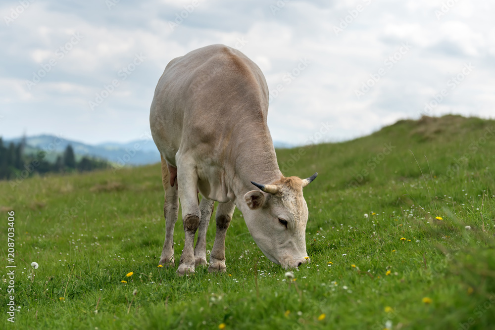 Cow grazing on meadow in mountain Cow grazing on meadow in mountain