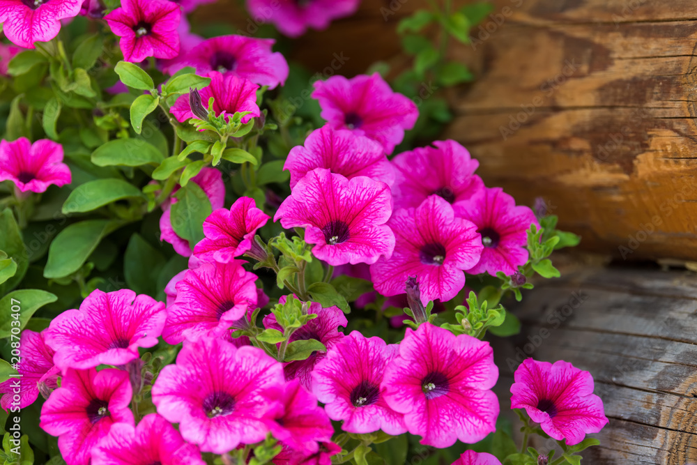 Fototapeta premium Bright flowers on streets