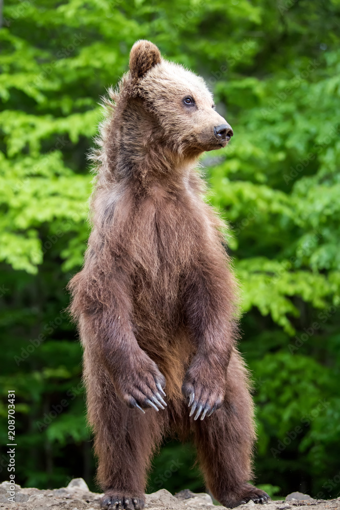 Fototapeta premium Big brown bear standing on his hind legs