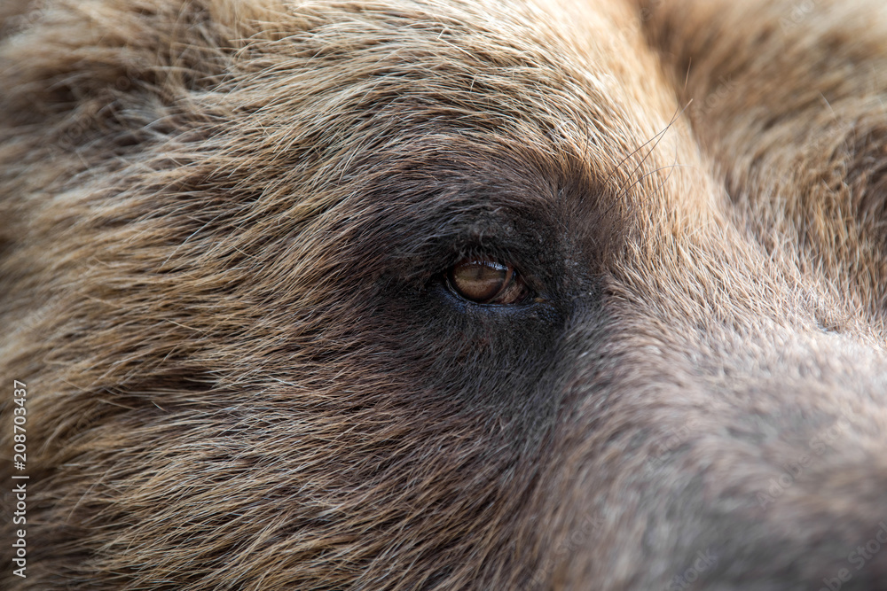 Fototapeta premium Closeup of the eye of a bear