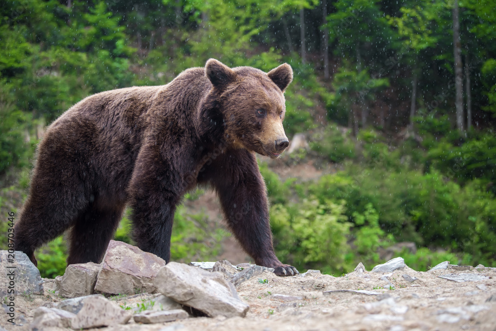European brown bear in a forest landscape European brown bear in a forest landscape