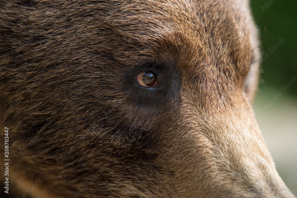 Closeup of the eye of a bear
