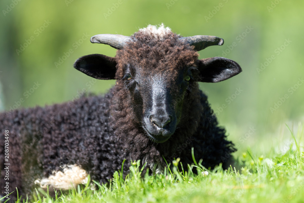 Obraz premium Sheep in a meadow