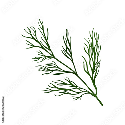 Branch of fresh green dill. Ingredient for flavoring dish. Herbs and spices theme. Flat vector design