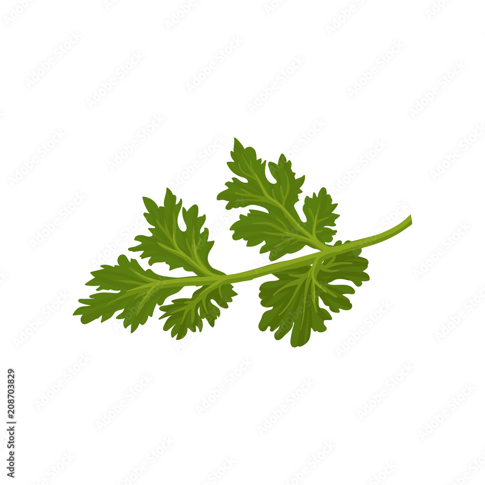 Flat vector icon of fresh green cilantro. Natural condiment. Annual herb used in cooking. Ingredient for flavoring dishes Flat vector icon of fresh green cilantro. Natural condiment. Annual herb used in cooking. Ingredient for flavoring dishes