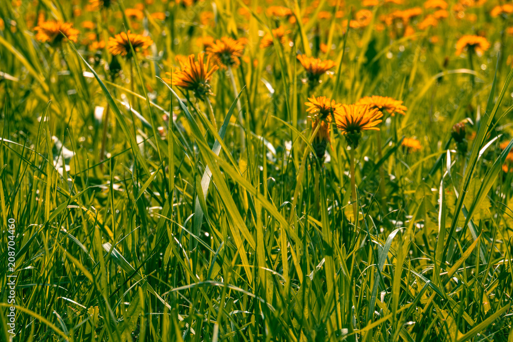 Dandelions in the grass Dandelions in the grass