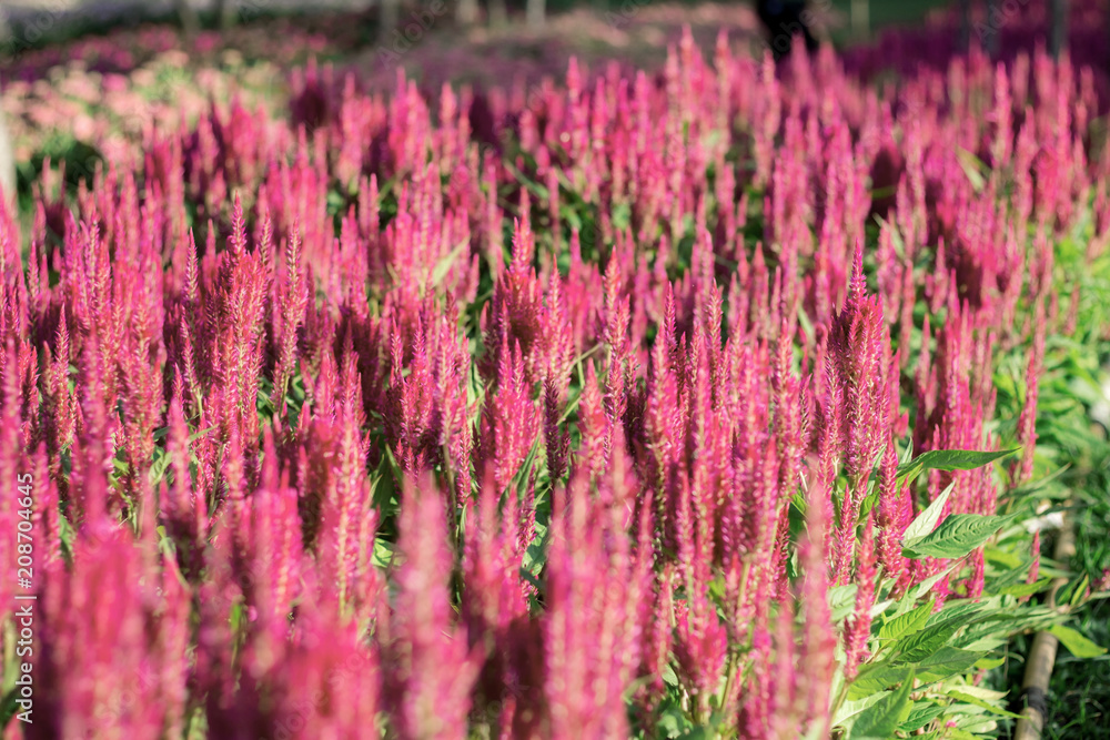 Naklejka premium Pink flowers on plot.