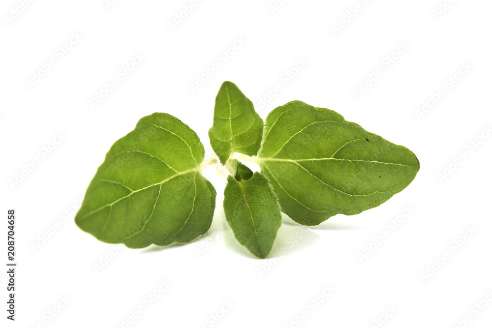 Oregano or marjoram leaves on white background Oregano or marjoram leaves on white background