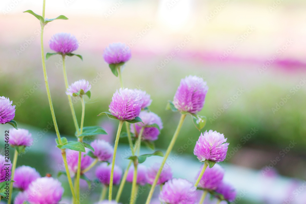 Purple flowers with sunlight. Purple flowers with sunlight.