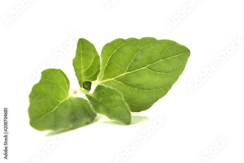 Oregano or marjoram leaves on white background