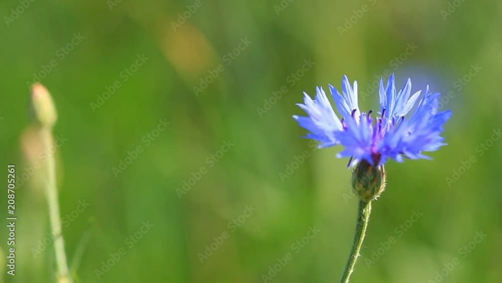 Blue cornflower on the green grass background Blue cornflower on the green grass background