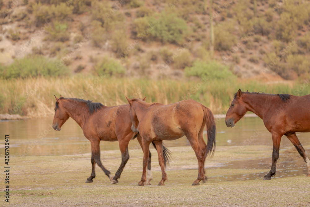 Arizona's wild horses of the salt river are now wild and free to wander the land that has been theirs for generations They walk much of Tonto National Forest vast desert land and the salt river Arizona's wild horses of the salt river are now wild and free to wander the land that has been theirs for generations They walk much of Tonto National Forest vast desert land and the salt river