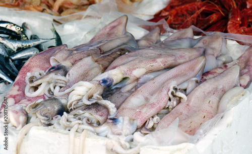 Kalmare auf dem Fischmarkt