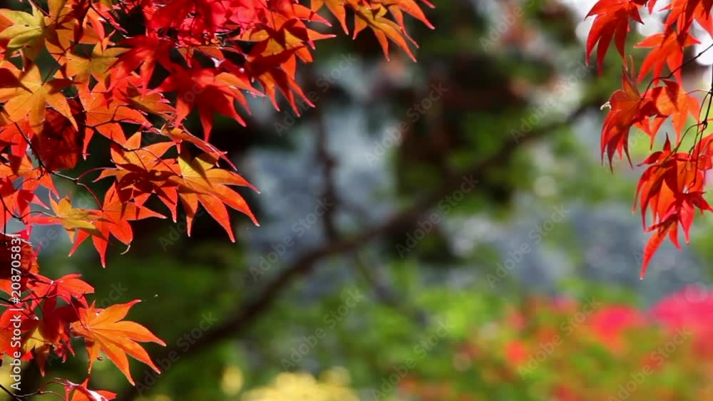 日本の紅葉 奥武蔵 木漏れ日を受け風に揺られる紅色に染まったモミジ 日本の紅葉 奥武蔵 木漏れ日を受け風に揺られる紅色に染まったモミジ