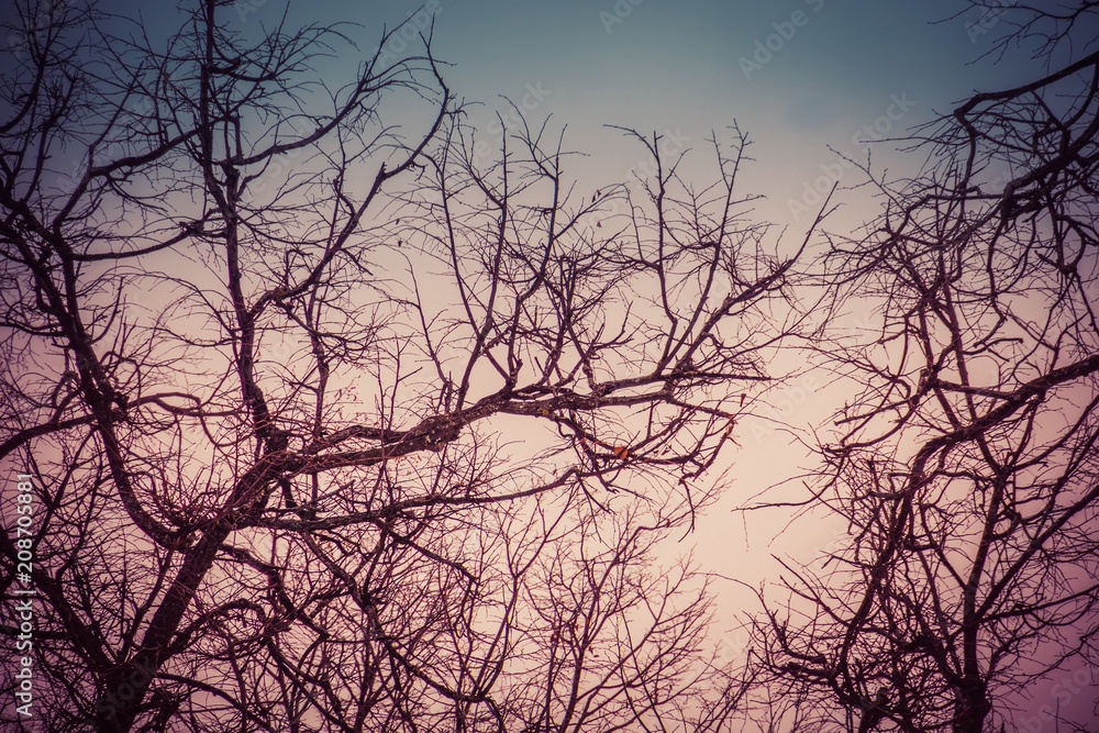 Leafless branches of park winter trees retro Leafless branches of park winter trees retro