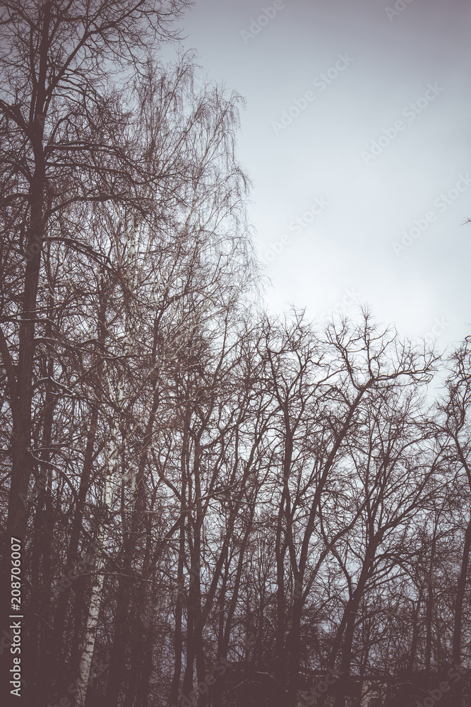 Leafless branches of park winter trees retro Leafless branches of park winter trees retro