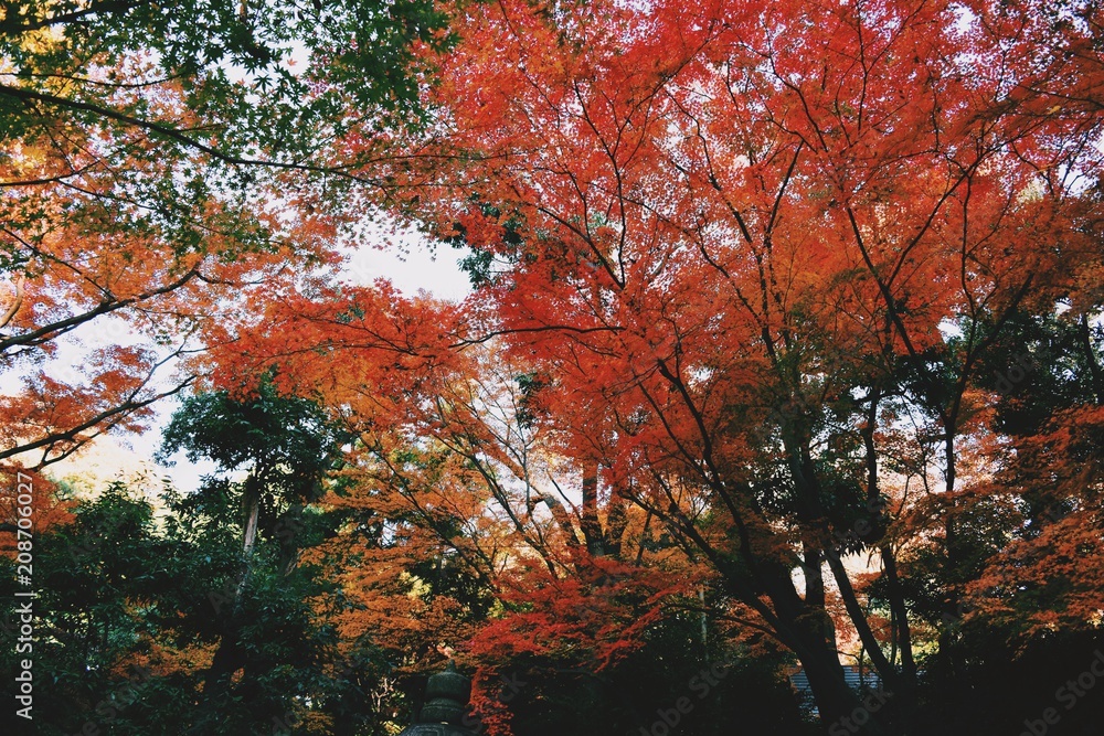 紅葉 紅葉