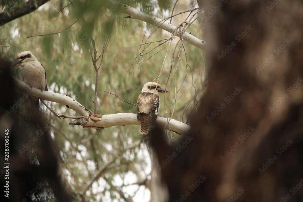 Native Australian Kookaburras in a forest of gumtrees in the morning sun, Tamworth, New South Wales, Rural Australia Native Australian Kookaburras in a forest of gumtrees in the morning sun, Tamworth, New South Wales, Rural Australia