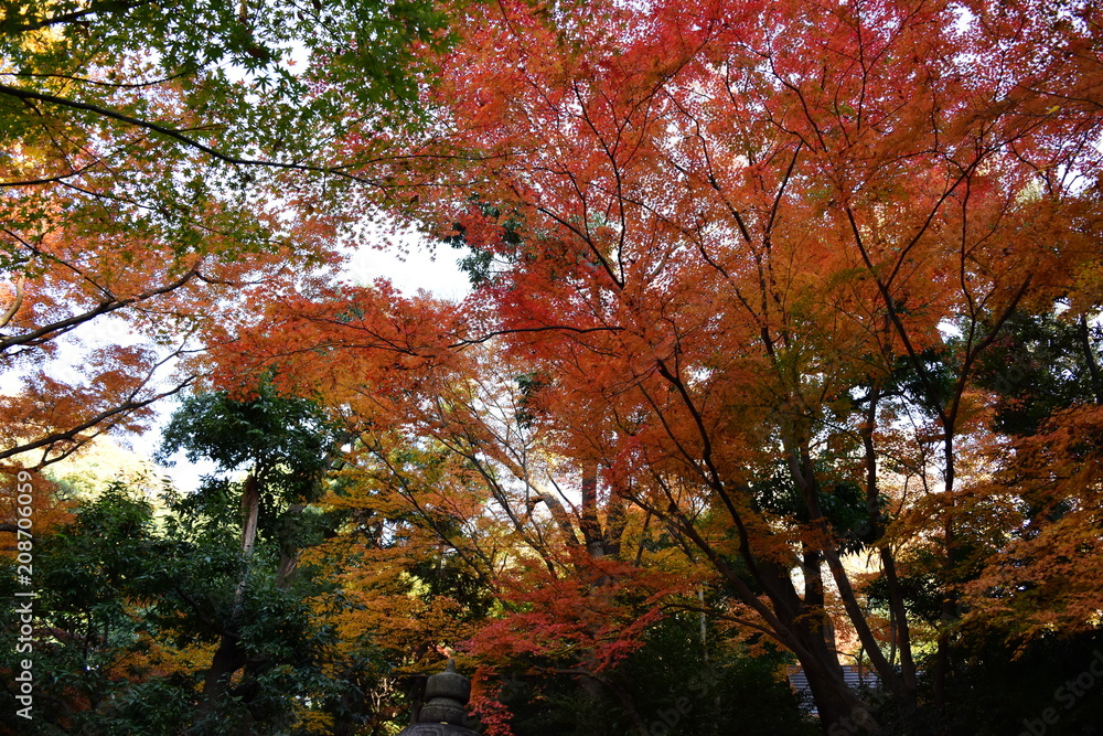 紅葉