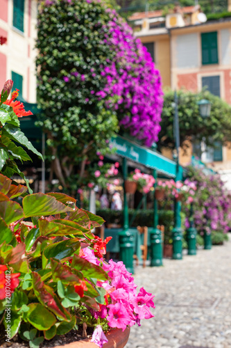Petunia and bouganvillia in Portofino, Liguria, Italy © Melinda