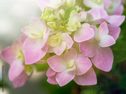 Close up Hydrengea flower. photo