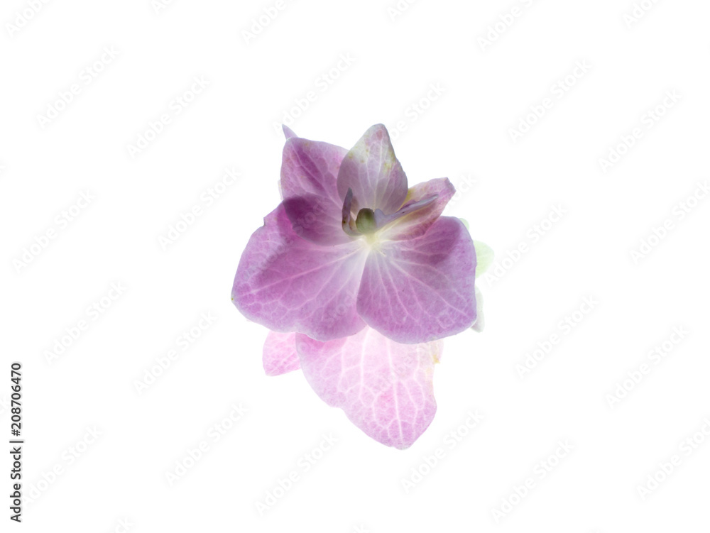 Obraz premium Close up Hydrengea flower.