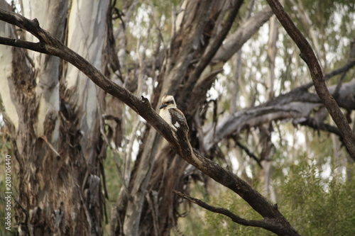 Native Australian Kookaburras in a forest of gumtrees in the morning sun, Tamworth, New South Wales, Rural Australia