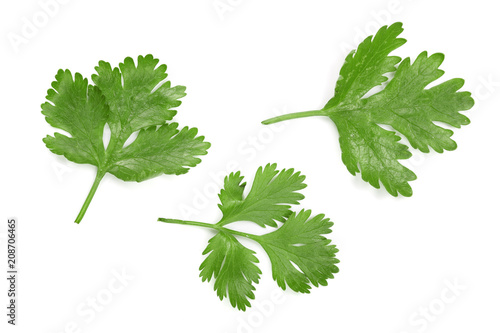 cilantro or coriander leaves isolated on white background. Top view. Flat lay pattern