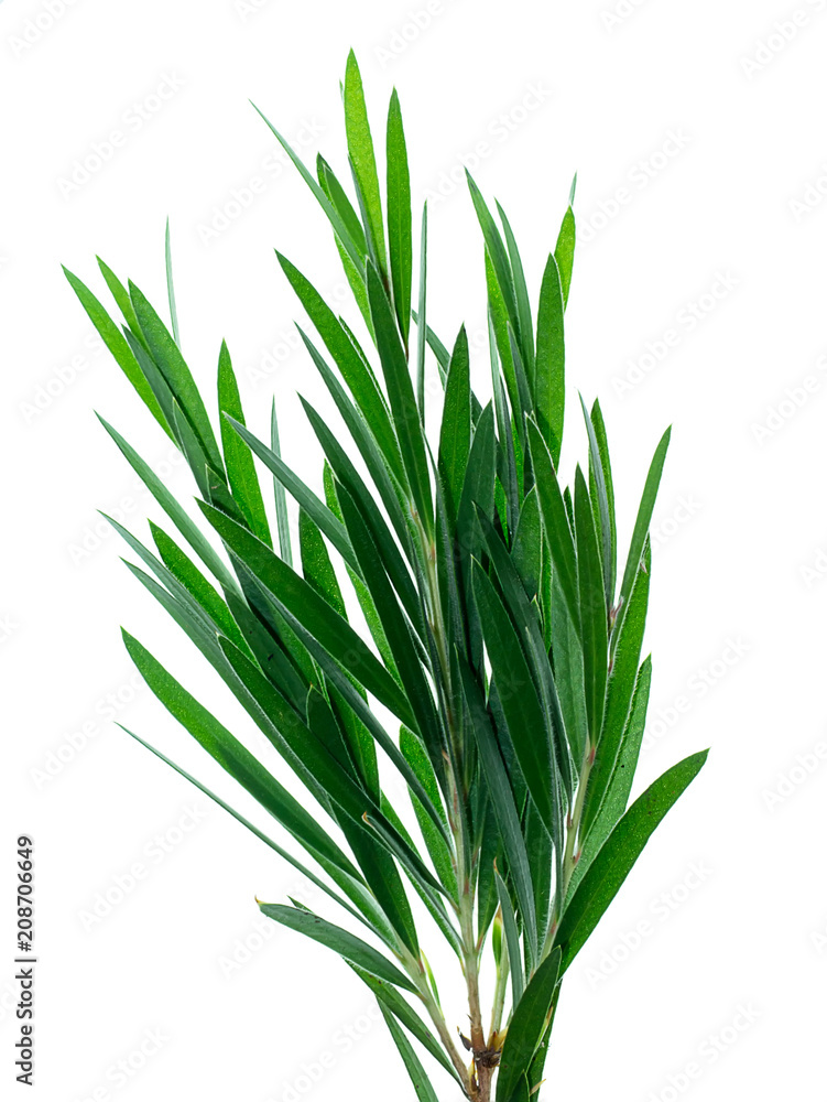 Fototapeta premium Weeping Bottle Brush tree