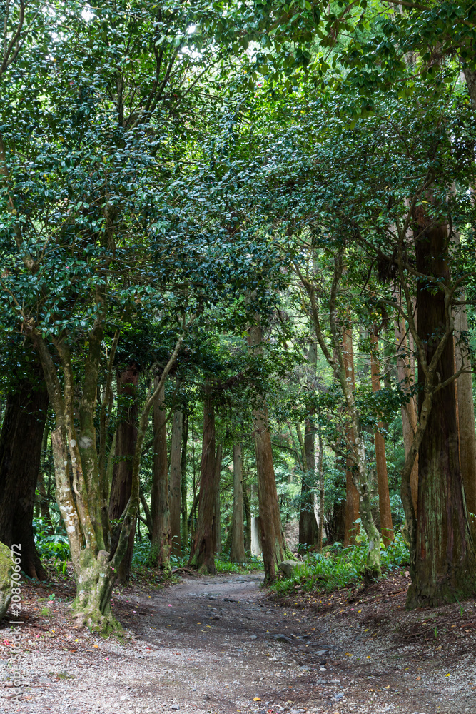 Obraz premium Broadleaved trees forest and a path
