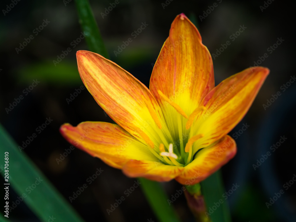 Beautiful rain lily flower Beautiful rain lily flower