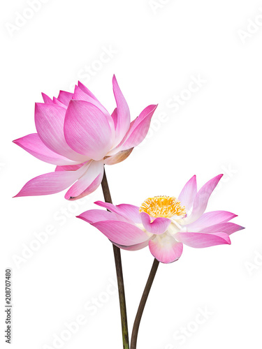 Close up pink lotus flower.