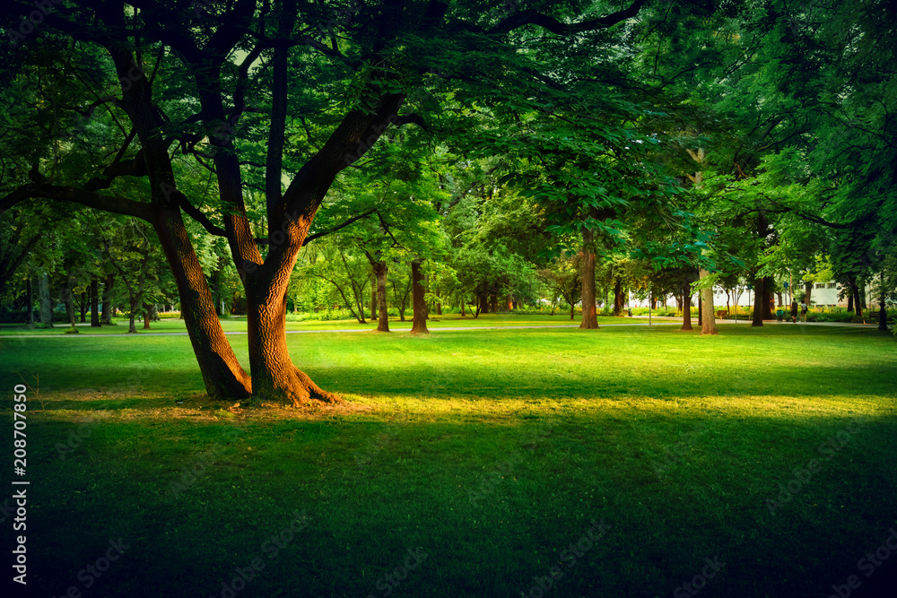 trees in the park at summer