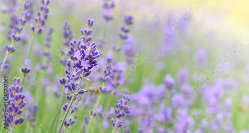 Lavender field in sunny day