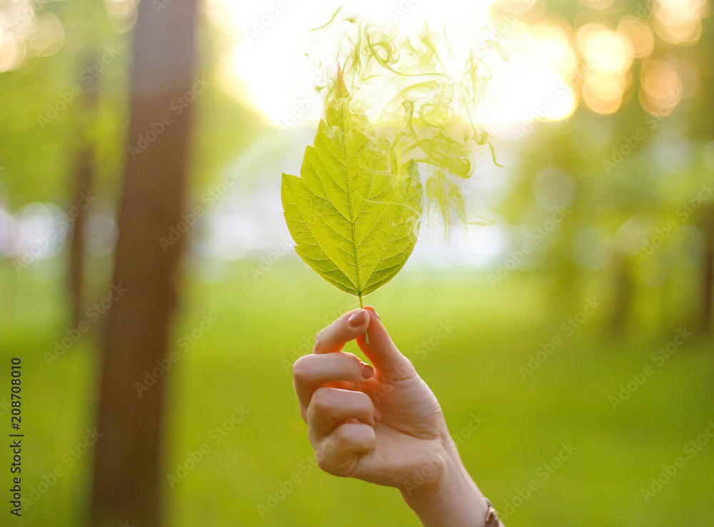 Hand holding a maple leaf with smoke in the sun. Leaf in hand in the Sunny forest Hand holding a maple leaf with smoke in the sun. Leaf in hand in the Sunny forest