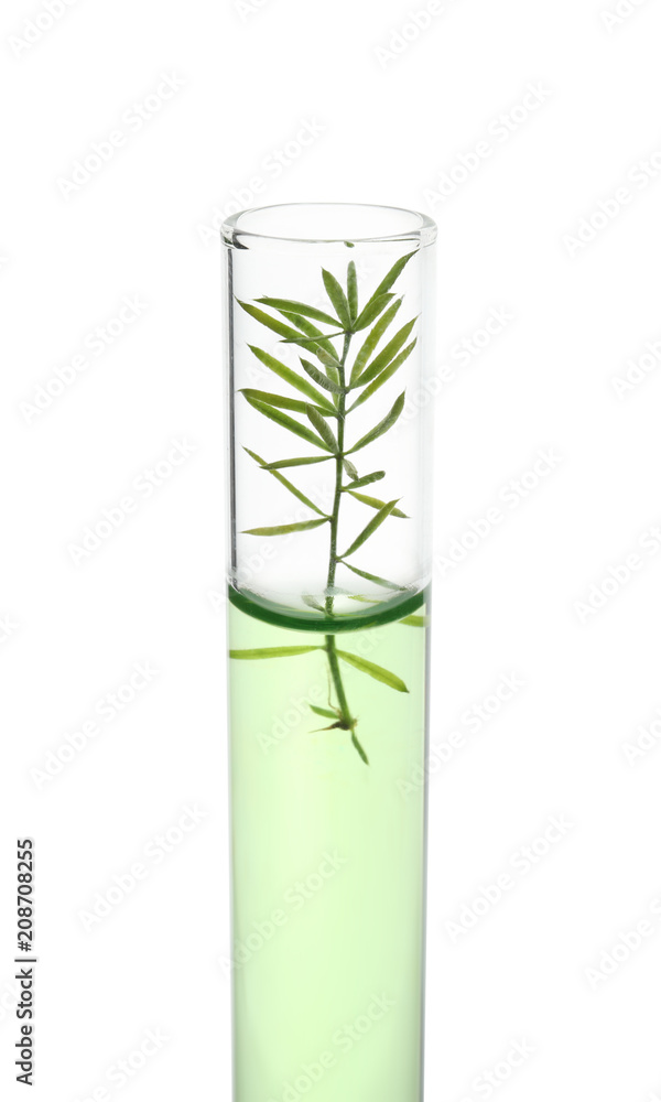 Fototapeta premium Test tube with plant on white background