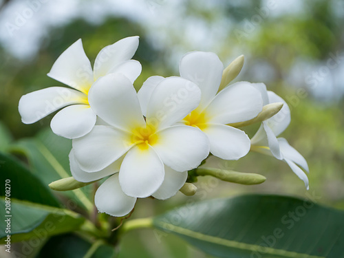 Close up of Frangipani flower