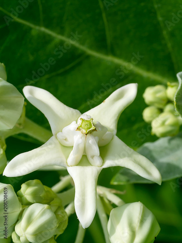 Crown flower or Calotropis gigantea.