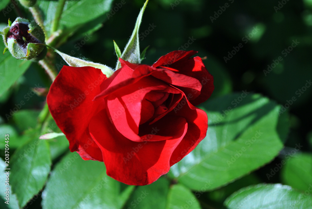 Red rose flower bud blooming on bush, dark green leaves background top view Red rose flower bud blooming on bush, dark green leaves background top view