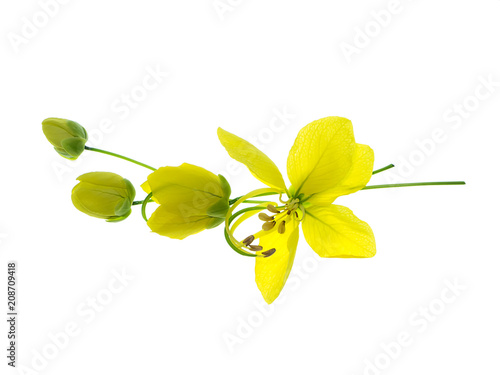 Pudding Pine or Golden Shower.