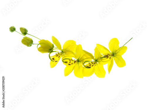 Pudding Pine or Golden Shower.