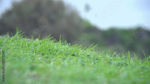 Victor Harbour Bluff South Australia Grass on the hill overlooking lake ocean with boat 4K 24FPS