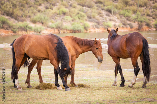 Arizona's wild horses of the salt river are now wild and free to wander the land that has been theirs for generations They walk much of Tonto National Forest vast desert land and the salt river  © Leslie Rogers Ross