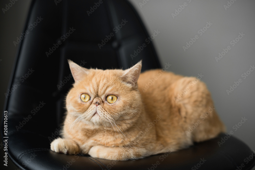Cute fluffy exotic shorthair or persian cat sitting on a chair Cute fluffy exotic shorthair or persian cat sitting on a chair