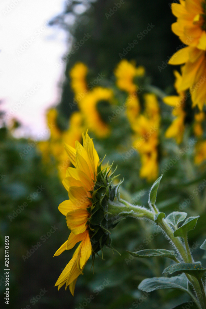 Sunflower natural background. Sunflower blooming. Sunflower natural background. Sunflower blooming.