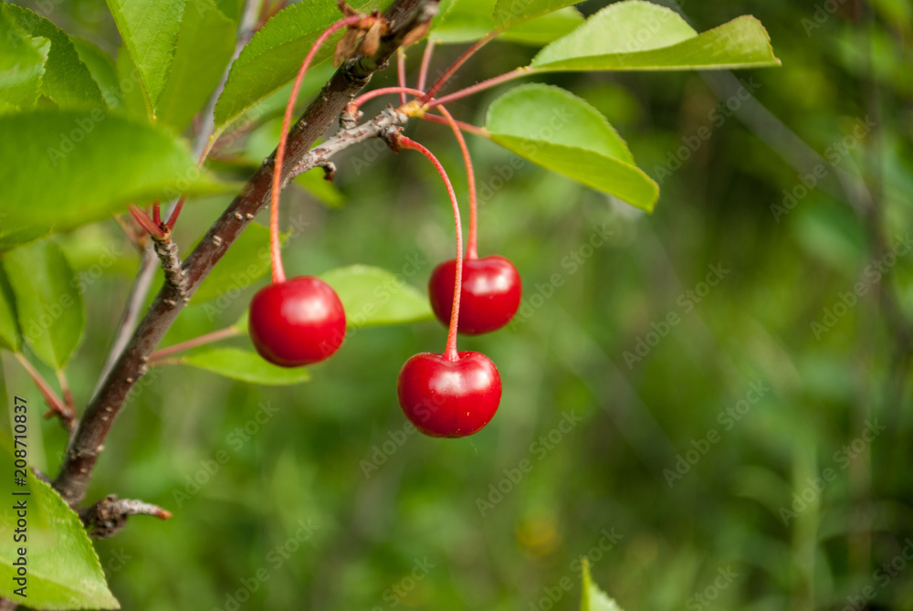 Ripe cherry red on a green background on a cherry branch